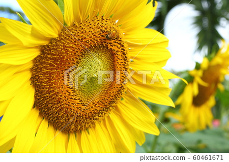 little bee feeding pollen on sunflower 60461671
