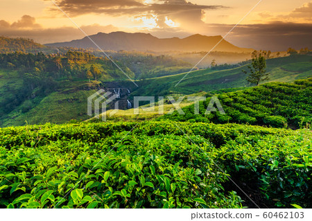 Tea plantation and St Claire waterfall at sunrise, Sri Lanka 60462103
