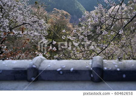 Yoshinoyama cherry blossoms over the roof Yoshinoyama cherry blossoms over the roof 60462658