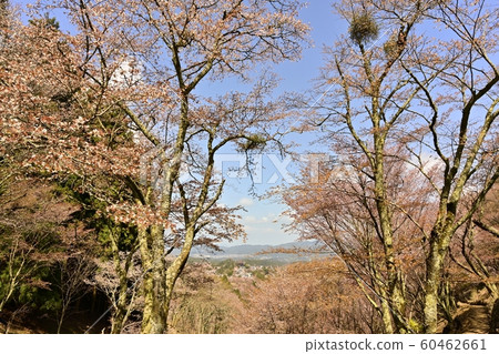 吉野山中櫻花櫻花森林和金峰山寺街 60462661