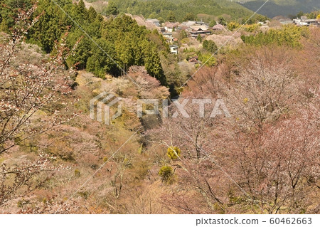 吉野山中森櫻花林和市容 60462663