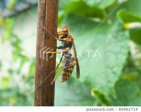 Polistes jokahamae Polistes jokahamae 60462714