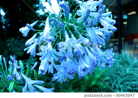 百子花 百子花 60463047