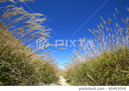 蘆葦、芒草、道路、藍天， 60463048