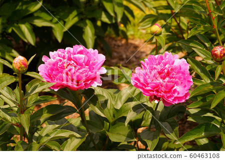 牡丹莎拉·伯納德 60463108