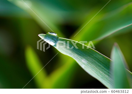 Waterdrop, dew, plant, green, weed, 60463812