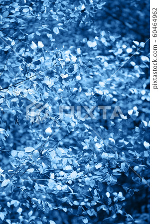 Background with fresh leaves on tree branches. Toned classic blue - color of the year 2020. 60464962