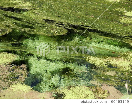 Aquatic plants in the spring pond of Koike water source (Minami Aso Village, Kumamoto Prefecture) Aquatic plants in the spring pond of Koike water source (Minami Aso Village, Kumamoto Prefecture) 60465149