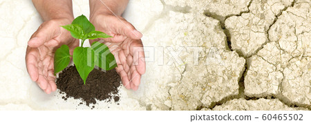 hands holding tree growing on cracked earth hands holding tree growing on cracked earth 60465502
