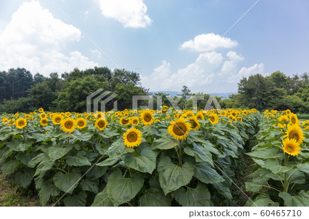 Sunflower field Sunflower field 60465710