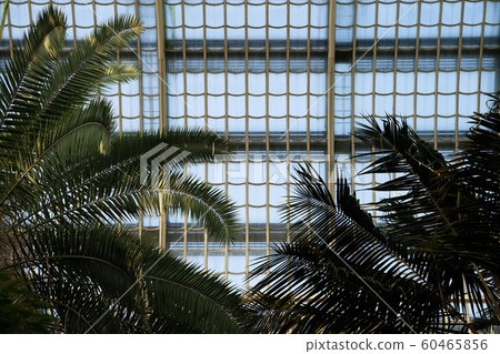 Palm house at Schonbrunn Palace Palm house at Schonbrunn Palace 60465856