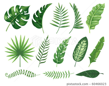 black zz plant ZZ Plant Black main image 0