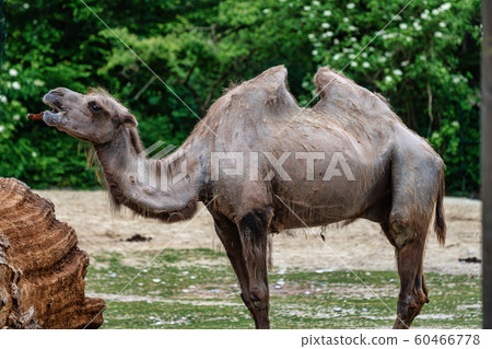 Bactrian camel, Camelus bactrianus in a german zoo 60466778