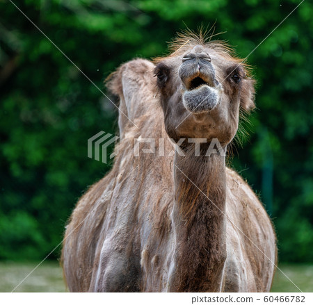 Bactrian camel, Camelus bactrianus in a german zoo 60466782
