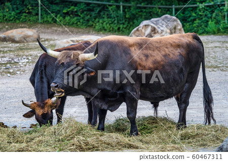 Heck cattle, Bos primigenius taurus or aurochs in the zoo 60467311