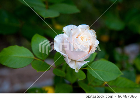 Beautiful rose bush growing in the garden. Beautiful rose bush growing in the garden. 60467360