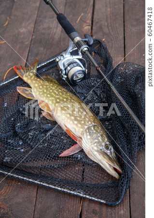 Freshwater pike and fishing equipment lies on 60467418