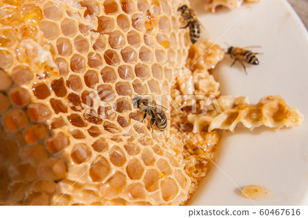 Close up view of the working bee on the honeycomb Close up view of the working bee on the honeycomb 60467616