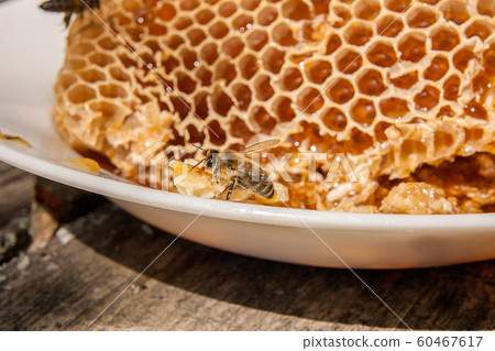Close up view of the working bee on the honeycomb Close up view of the working bee on the honeycomb 60467617