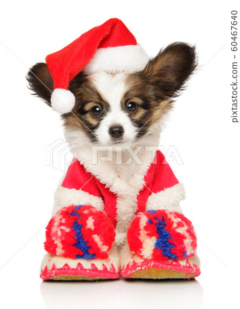 Funny Continental Toy Spaniel puppy in Christmas 60467640