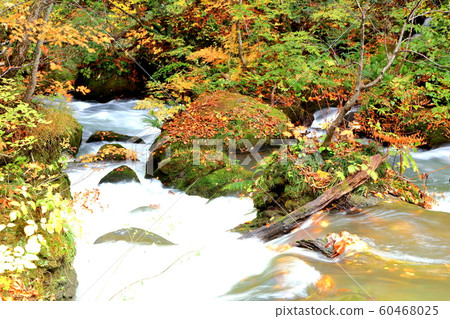Oirase Gorge with autumn leaves Oirase Gorge with autumn leaves 60468025