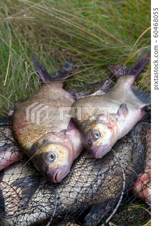 Successful fishing -  big freshwater bream fish on 60468055