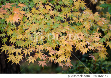 Ikuta Ryokuchi of rain wrapped in autumn leaves Ikuta Ryokuchi of rain wrapped in autumn leaves 60468347
