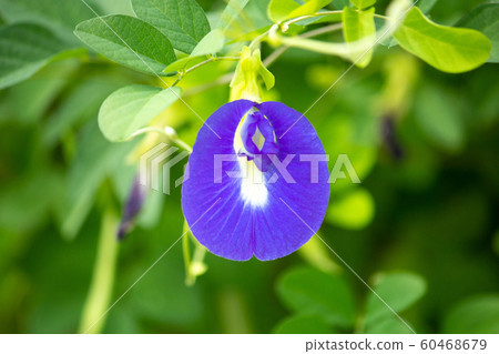 Butterfly beans (Clitoria ternatea), butterfly peas, beauty-friendly blue tea 60468679