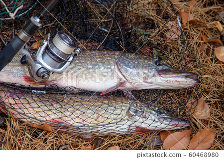 Freshwater pike fish. Big freshwater pike fish Freshwater pike fish. Big freshwater pike fish 60468980