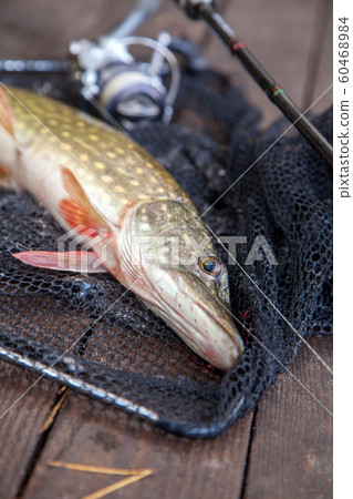 Freshwater pike and fishing equipment lies on 60468984