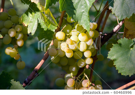 Bunch of green grapes in the garden 60468996
