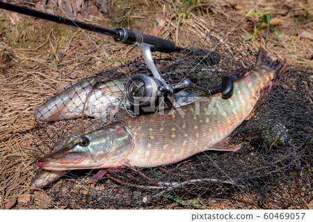 Freshwater pike fish. Freshwater pike fish lies on 60469057