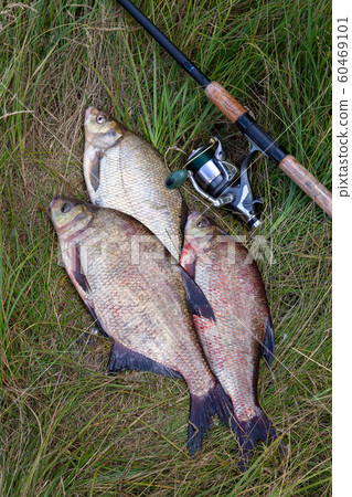 Successful fishing -  pile of big freshwater bream 60469101