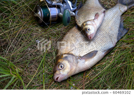 Successful fishing -  two freshwater bream fish 60469102