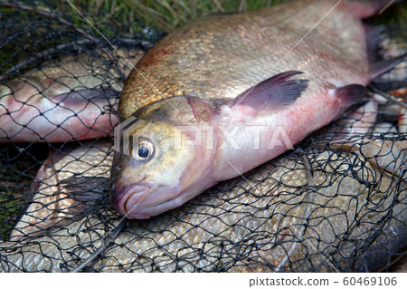 Successful fishing -  big freshwater bream fish on 60469106