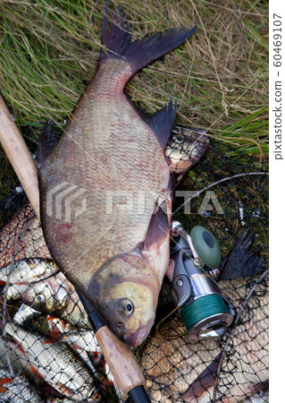 Successful fishing -  big freshwater bream fish 60469107