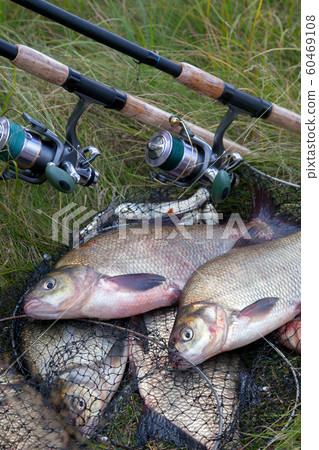 Successful fishing - two freshwater bream fish Successful fishing - two freshwater bream fish 60469108