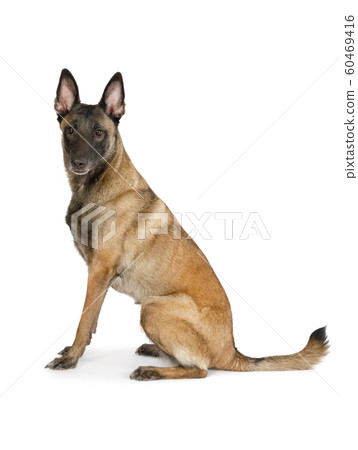Pedigree Belgian shepherd dog Malinois sitting on Pedigree Belgian shepherd dog Malinois sitting on 60469416