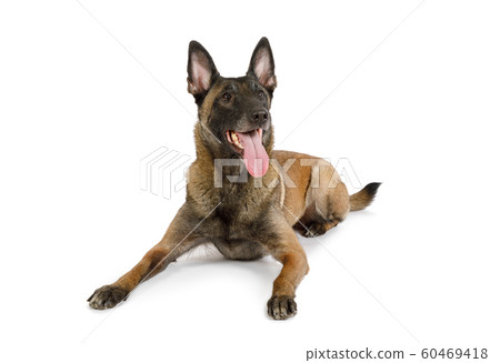 Belgian shepherd dog Malinois with his tongue Belgian shepherd dog Malinois with his tongue 60469418