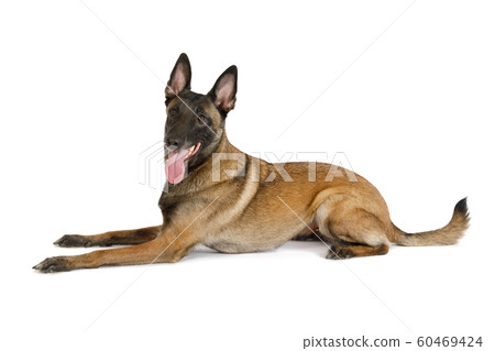 Pedigree Belgian shepherd dog Malinois with his Pedigree Belgian shepherd dog Malinois with his 60469424