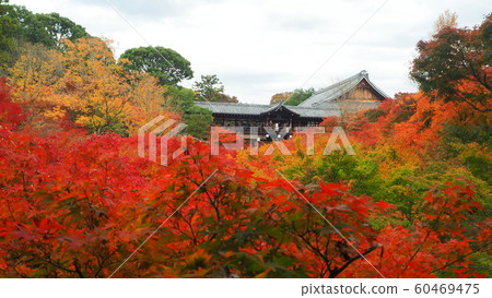Autumn leaves at the peak of November at Tofukuji Temple in Kyoto Autumn leaves at the peak of November at Tofukuji Temple in Kyoto 60469475