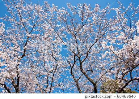 Cherry tree in full bloom  60469640