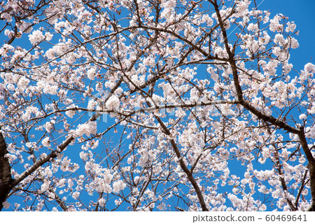 櫻花盛開 櫻花盛開 60469641