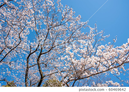 Cherry tree in full bloom Cherry tree in full bloom 60469642