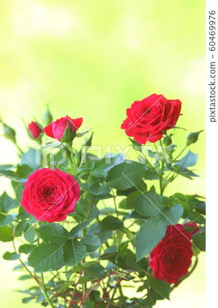 迷你玫瑰紅色花朵自然背景 60469976