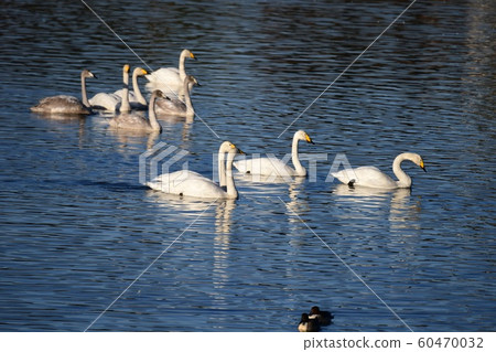 Whooper swan, family and partner. Chiba Prefecture. December 2019 Whooper swan, family and partner. Chiba Prefecture. December 2019 60470032