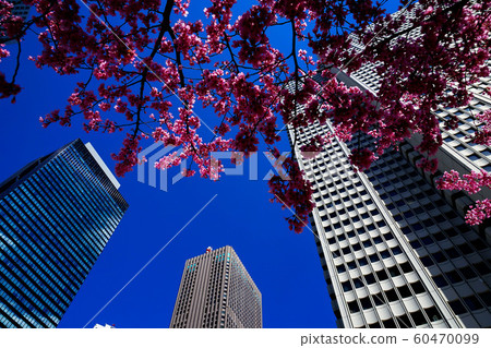 櫻花，滿溢的微笑，歡樂的歌聲 60470099