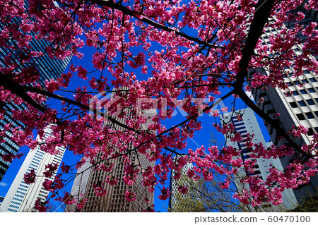 櫻花，滿溢的微笑，歡樂的歌聲 60470100