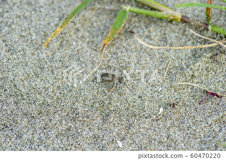 伊麗莎哈努莫 60470220