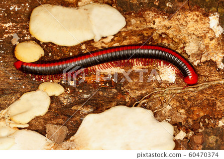 Red spined millipede, Xenobolus carnifex, Coorg, Karnataka, India 60470374